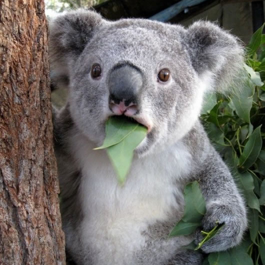 surprised_koala